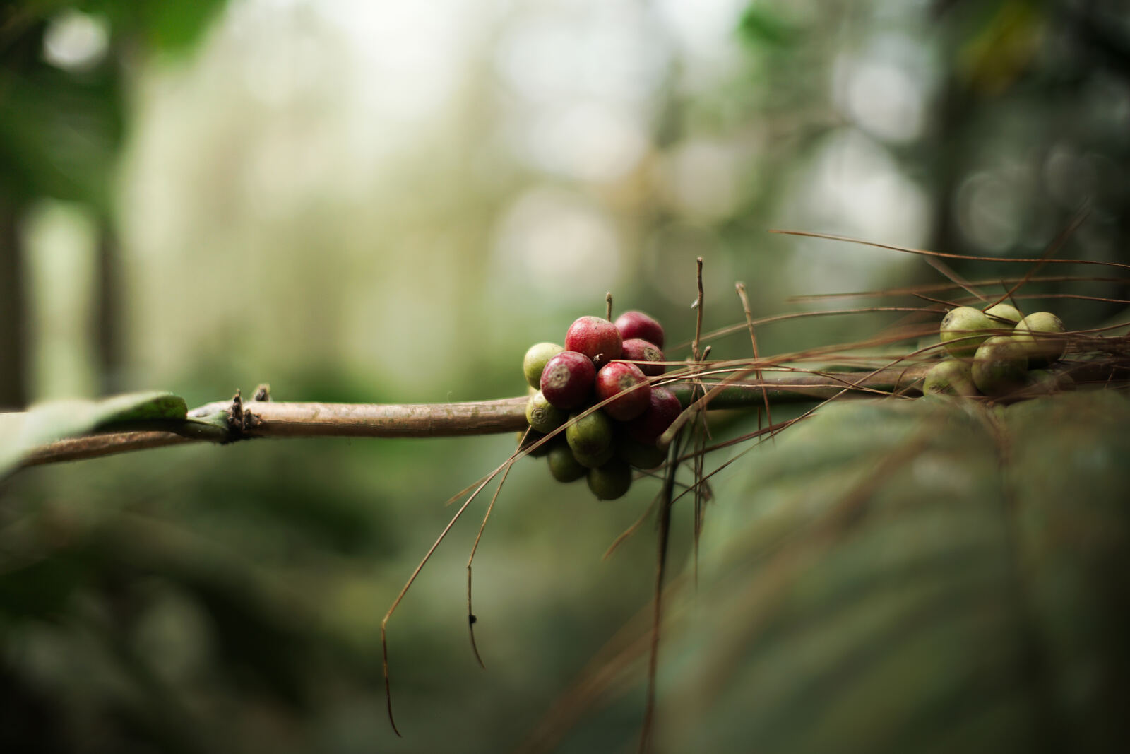Ceri kopi segar di ranting pohon